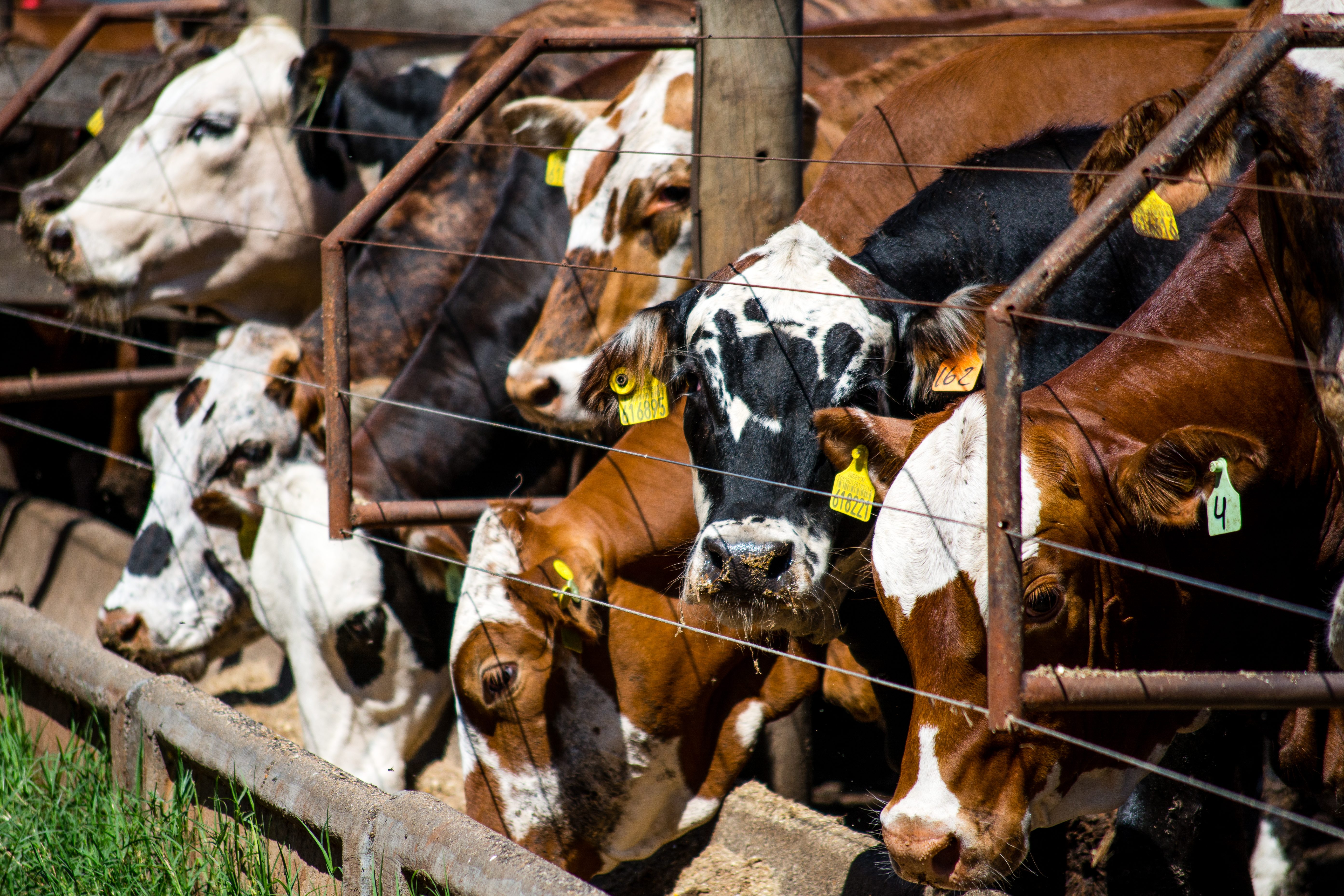 Vacas identificadas com brinco