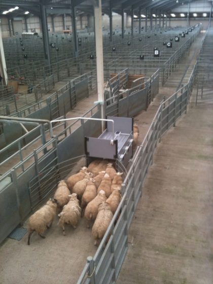 moutons passant sous un lecteur fixe d'identification électronique