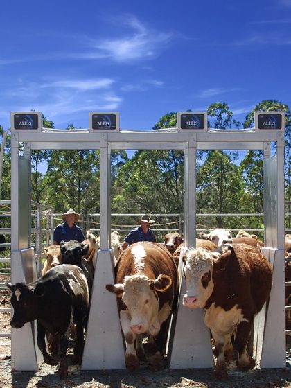 Vaches passant sous un lecteur fixe d'identification électronique