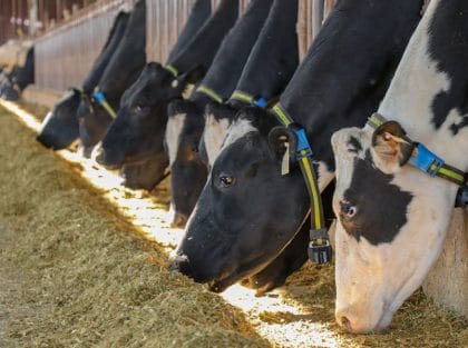 vaches laitières équipées d'un collier sensehub dairy