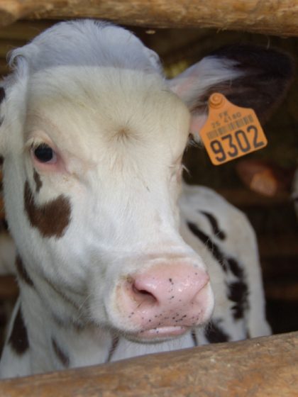 veau qui a une boucle axaflex à l'oreille