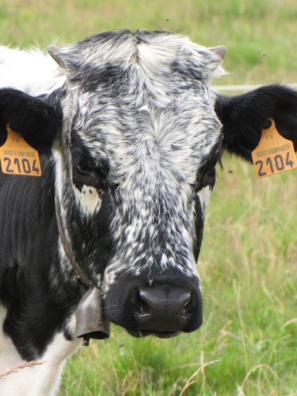 Boucles ULTRA portées par une vache