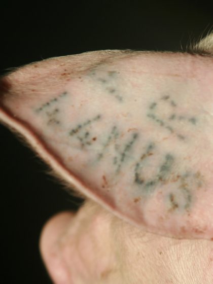 Tatouage d'identification sur l'oreille d'un porc