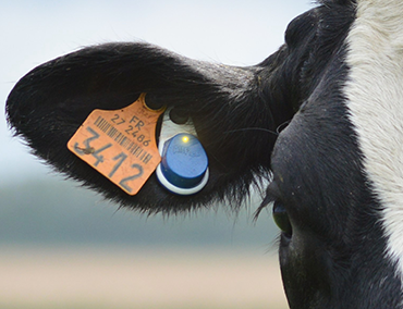 vache laitière équipée du Flex V2