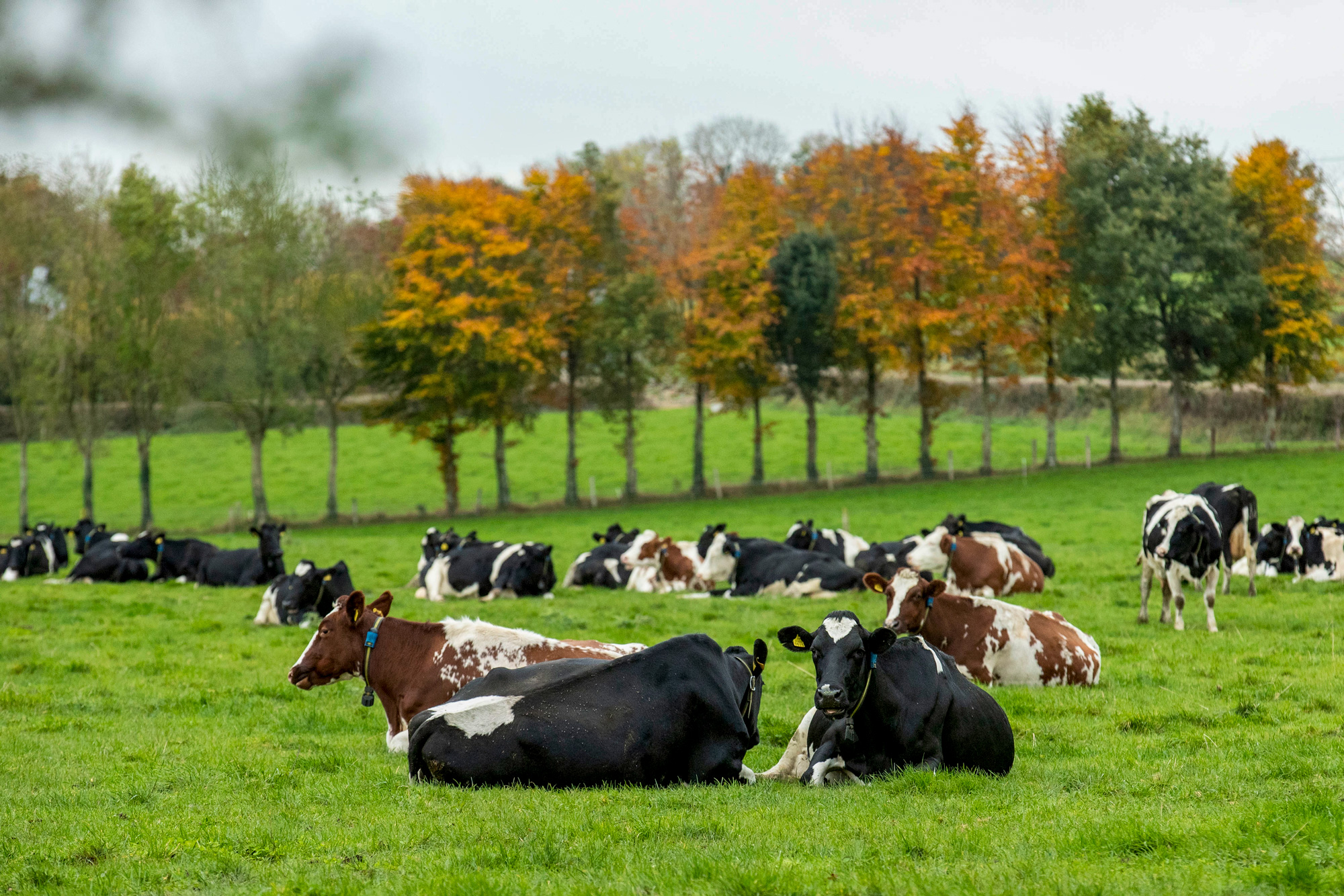 Livestock Monitoring Allflex Livestock Intelligence Ireland