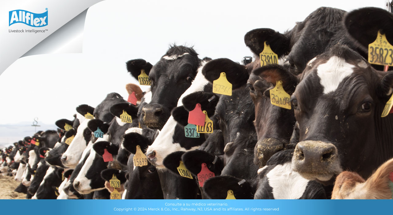 aretes-para-ganado-bovino