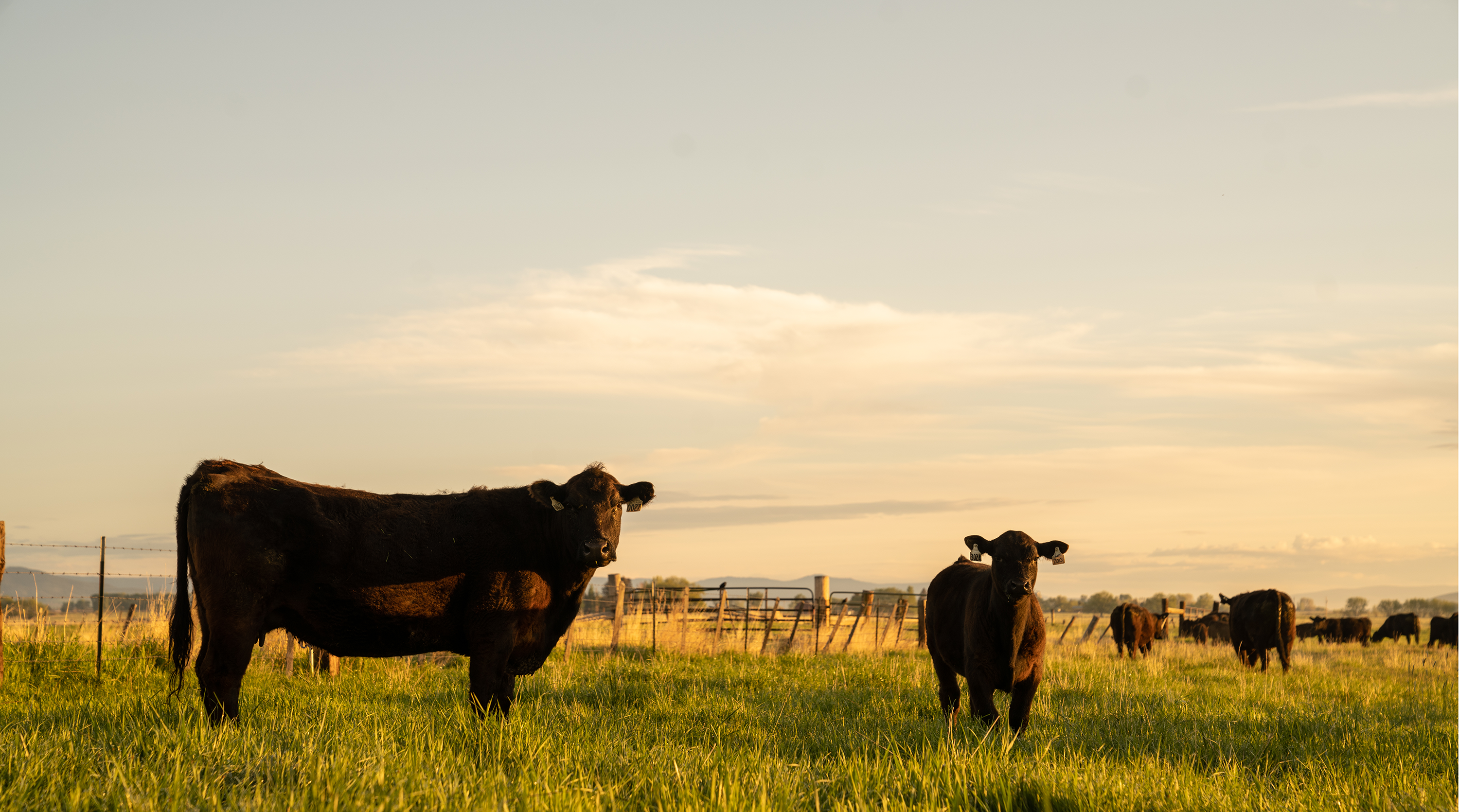Allflex USA Cattle Tags