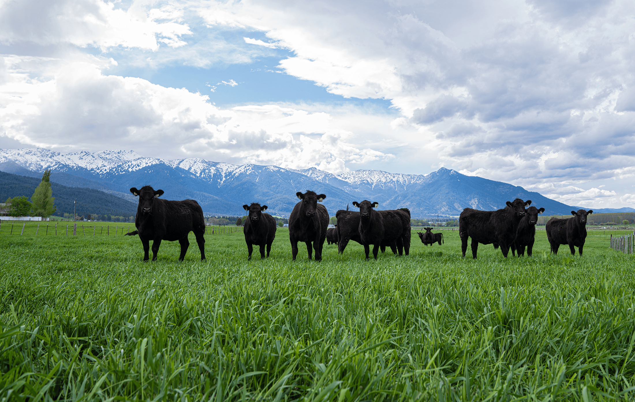 Visual Identification - Allflex | Livestock Identification Tags, Tissue ...