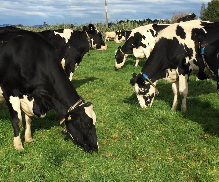 Accurate heat detection equals less empties for 650 cow dairy farm ...