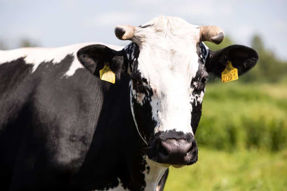 Cicha ruja u krów - przyczyny i jak rozpoznać?