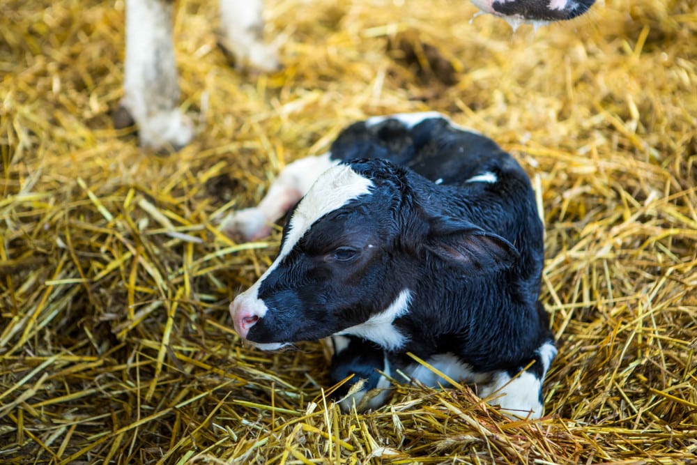 Rozród bydła – co zrobić, aby osiągnąć sukces?
