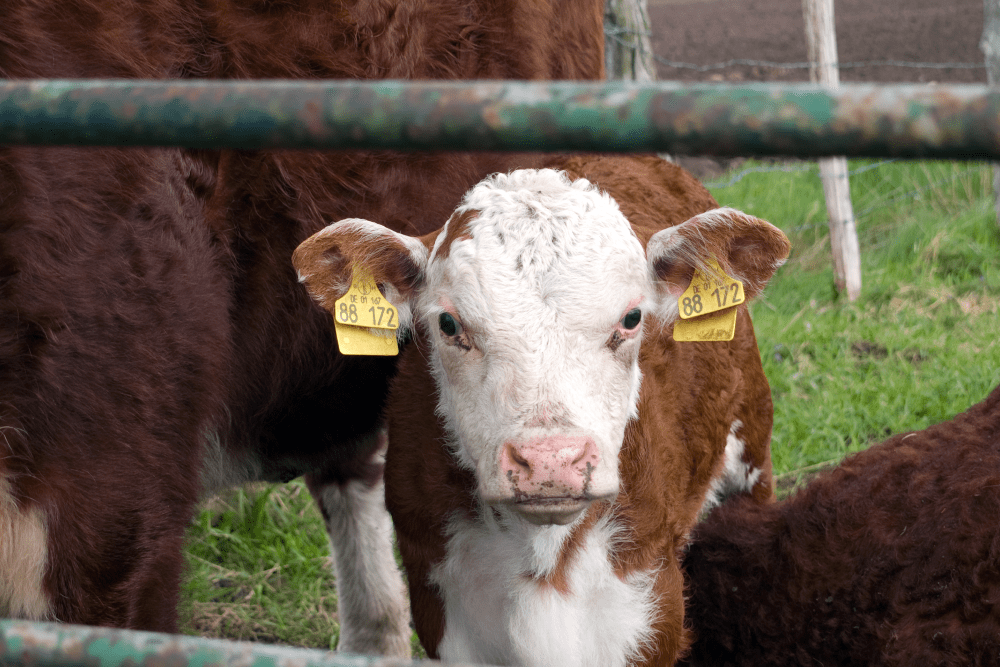 Kolczykowanie bydła – wszystko, co warto na ten temat wiedzieć