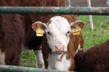 Kolczykowanie bydła – wszystko, co warto na ten temat wiedzieć