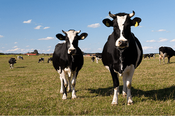 Bydło mleczne i mięsne – podstawowe różnice w hodowli, które warto znać