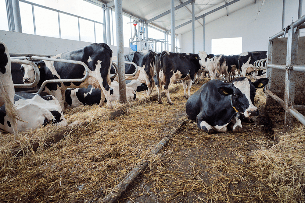 Bydło mleczne i mięsne – różnice w cenie i kosztach utrzymania