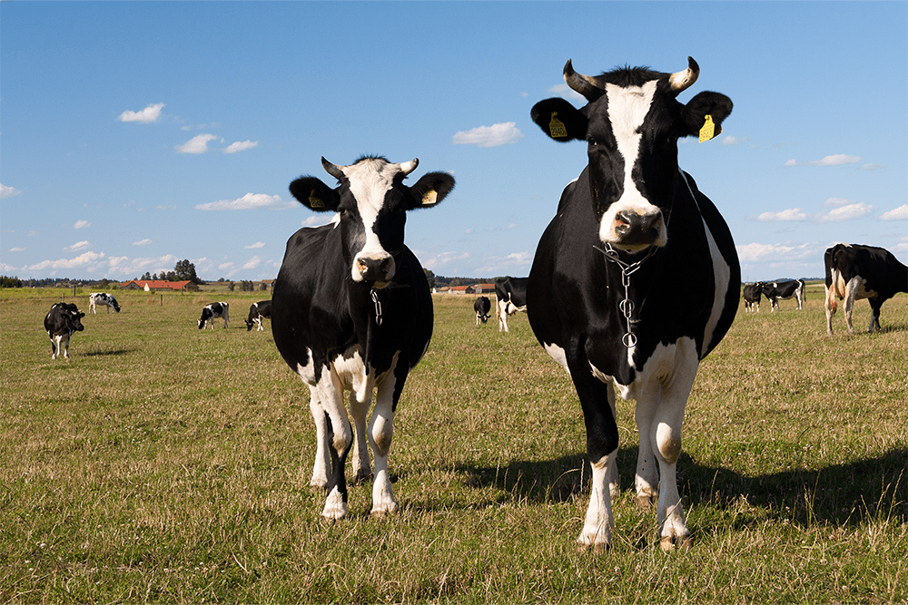 Bydło mleczne i mięsne – podstawowe różnice w hodowli, które warto znać 