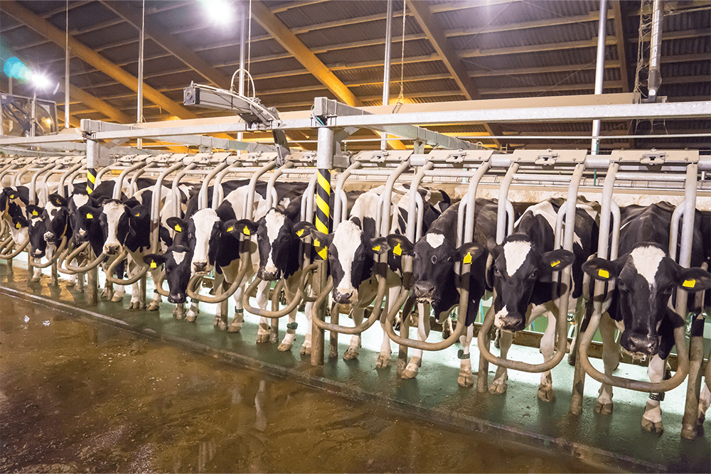 Krowa mleczna – kiedy daje mleko?