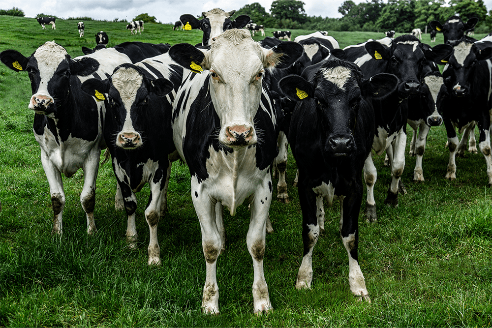 Stres cieplny u krów – co to takiego i jak go zredukować?