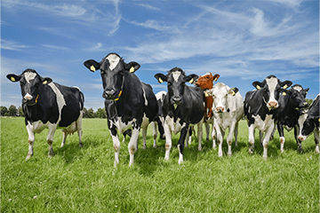 Jak zwiększyć wydajność mleczną krów? Wskazówki dla hodowców