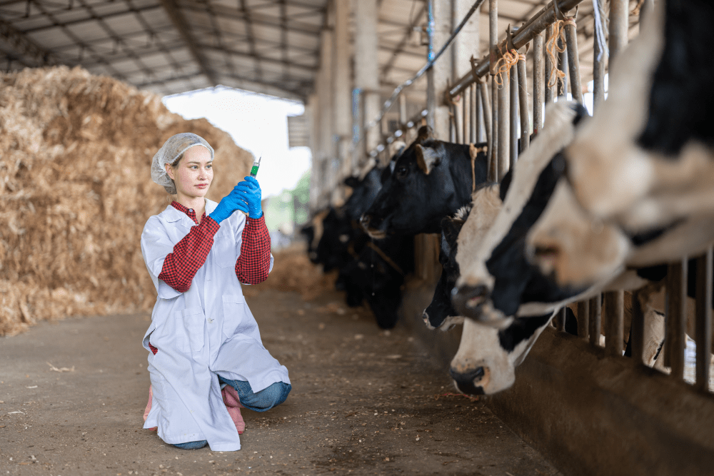 Jak wyleczyć zapalenie wymienia u krowy?