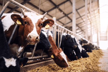 Żywienie bydła: kompletny poradnik, czyli o czym trzeba pamiętać?