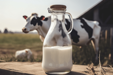 Dojenie krowy – co warto wiedzieć i jak to zautomatyzować? Porady