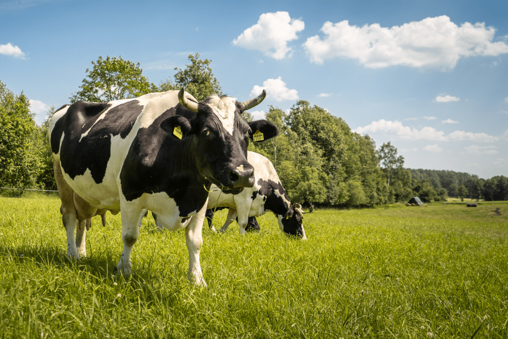 Czym jest ketoza u krów? Wpływ ketozy na efektywność produkcji mleka