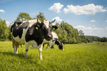 Czym jest ketoza u krów? Wpływ ketozy na efektywność produkcji mleka