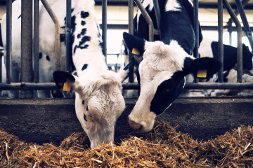 Zasuszanie krowy w praktyce – jak zrobić to prawidłowo? Narzędzia i techniki