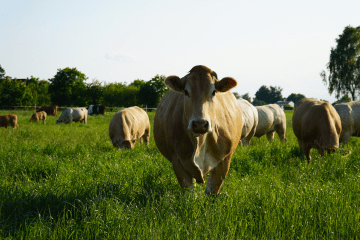 Przegląd głównych ras bydła mięsnego w Polsce – jaką rasę wybrać do hodowli?