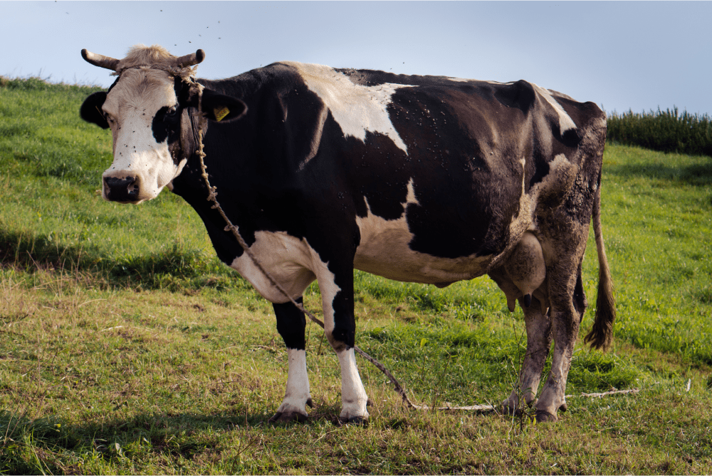Jak rozpoznać gorączkę Q w stadzie bydła mlecznego?