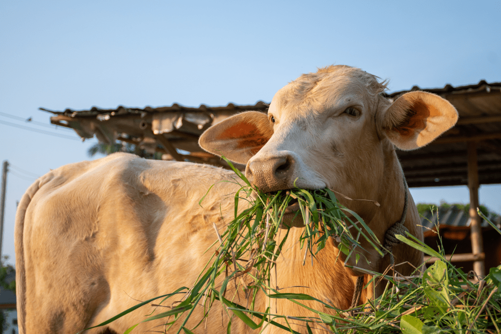 Jak poprawić apetyt u krowy?
