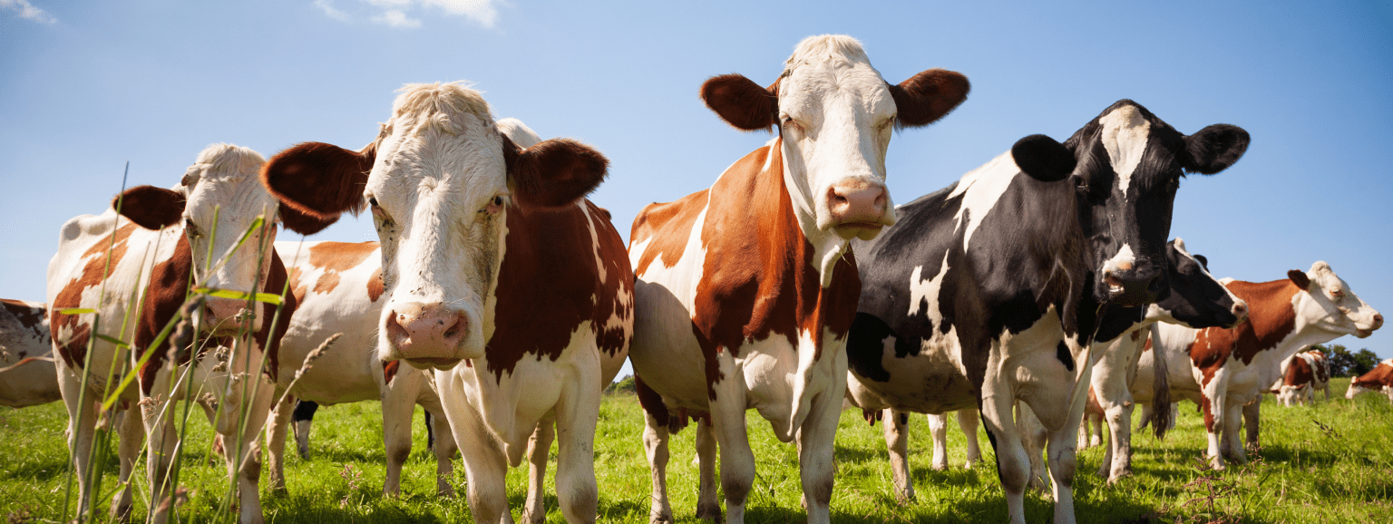 Ochrona bydła przed kleszczami i wszami