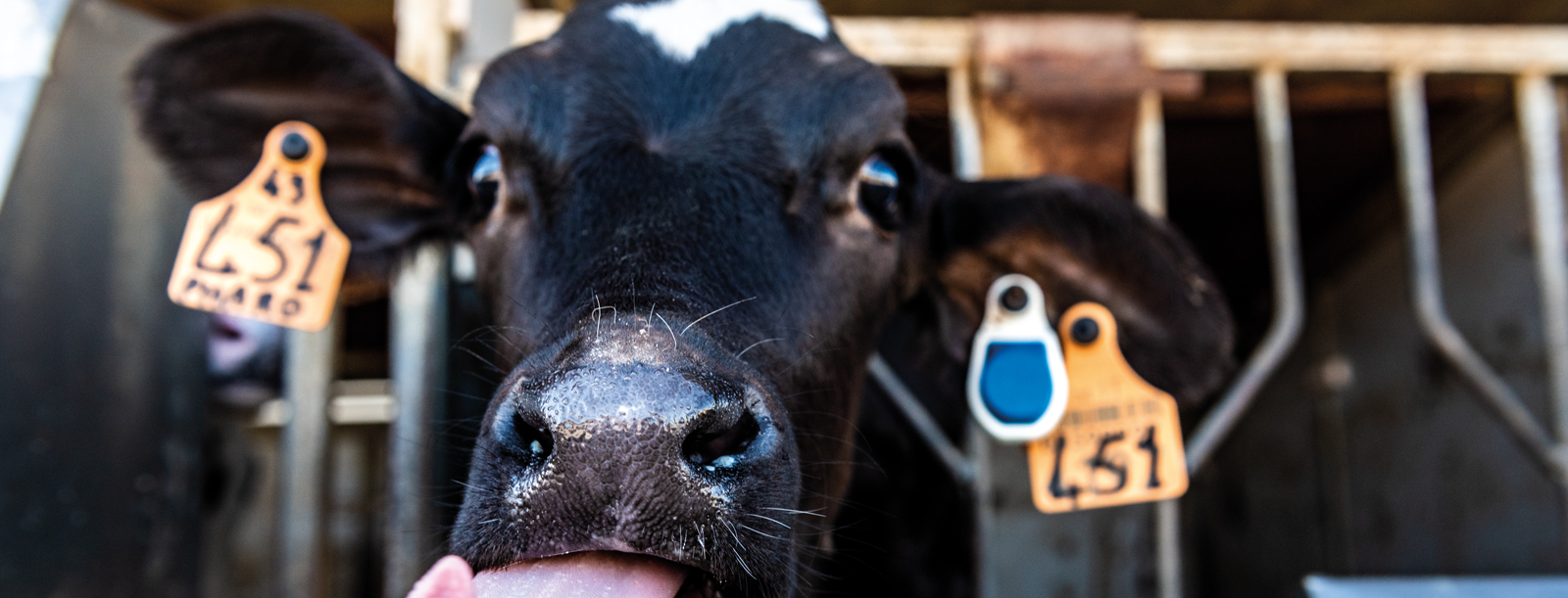 Livestock Identification Allflex Livestock Intelligence South East Asia