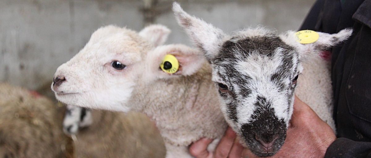 Improving Flock Management Allflex Livestock Intelligence United Kingdom