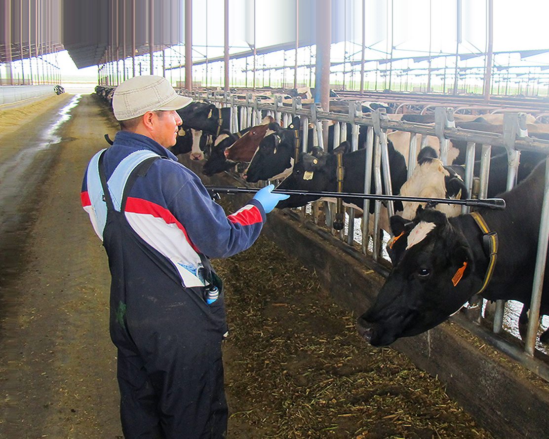 Cannon dairy Idaho Allflex Livestock Intelligence Global