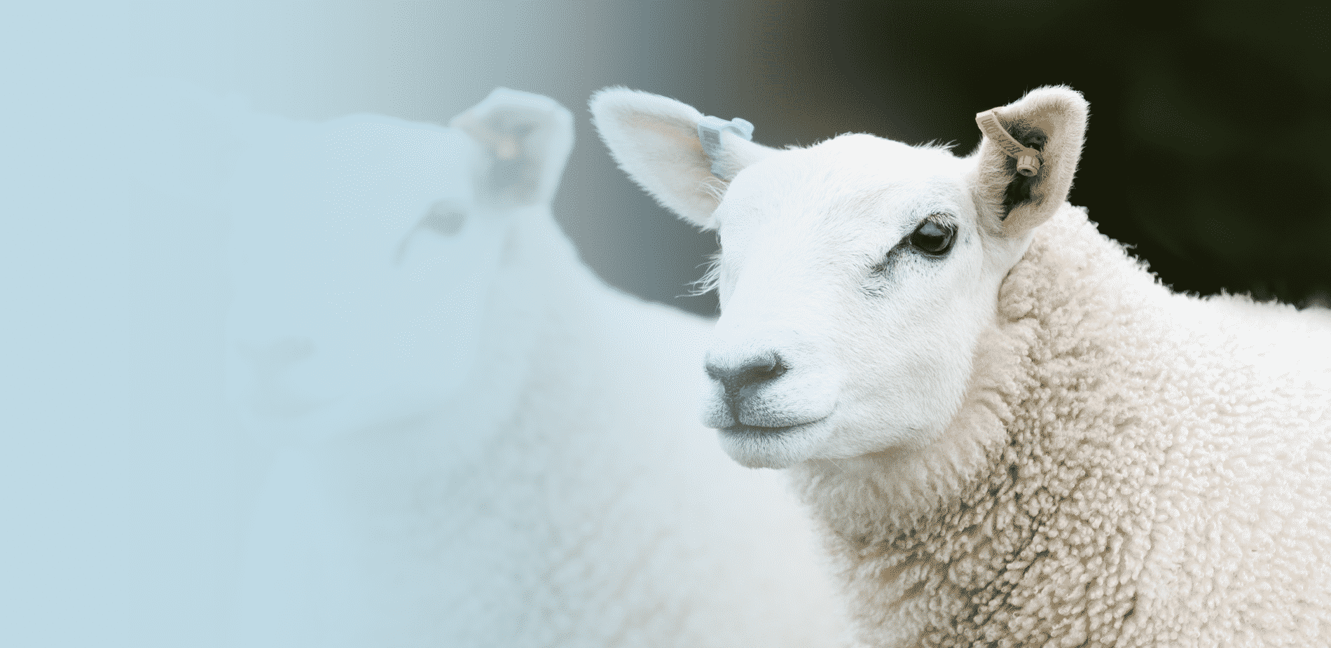 The Benefits of Double-Tagging Lambs at Birth - Allflex Livestock  Intelligence Global