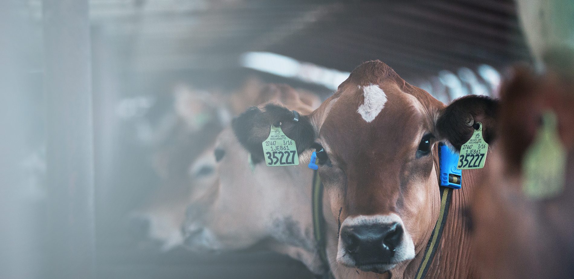 Rumination Monitoring One of the Most Effective Cattle Health
