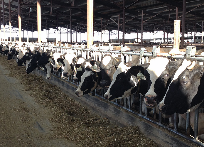 Cannon dairy Idaho Allflex Livestock Intelligence Global